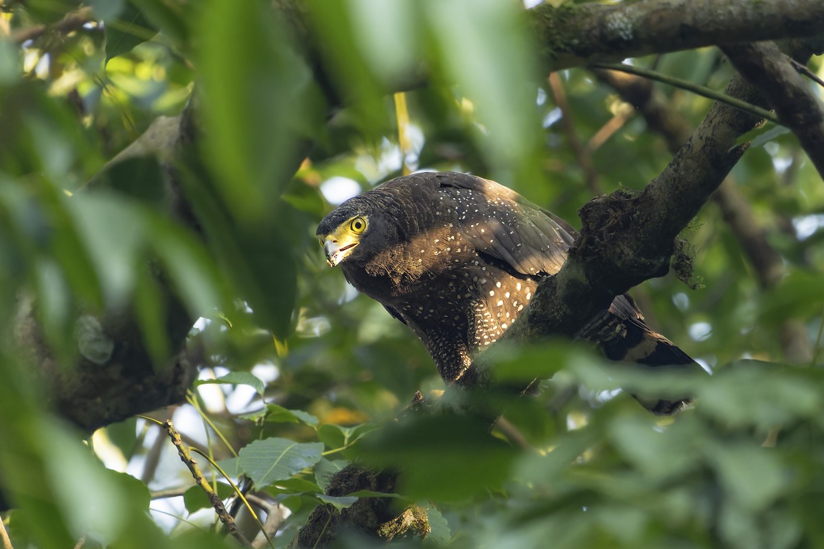Andaman Serpent-Eagle - ML645661922