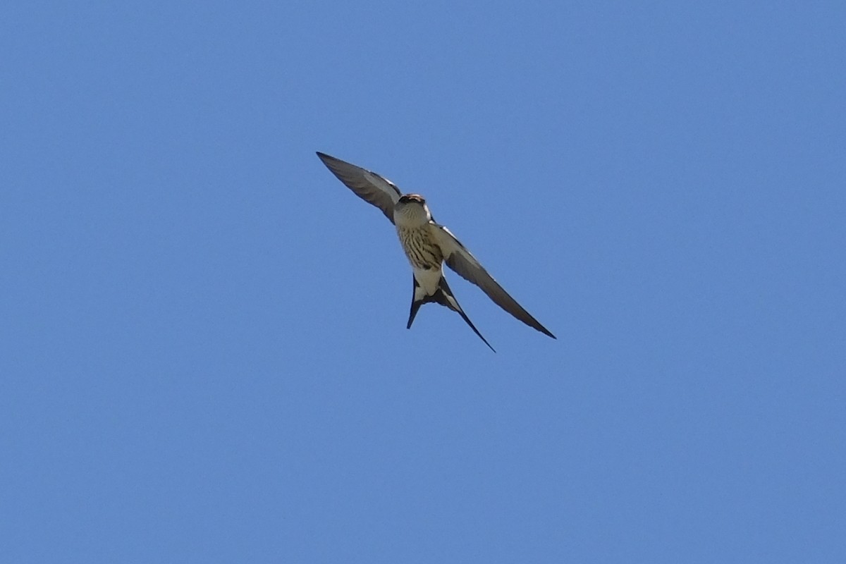 Greater Striped Swallow - ML645661923