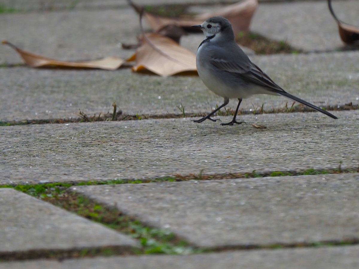 White Wagtail (White-faced) - ML645661928