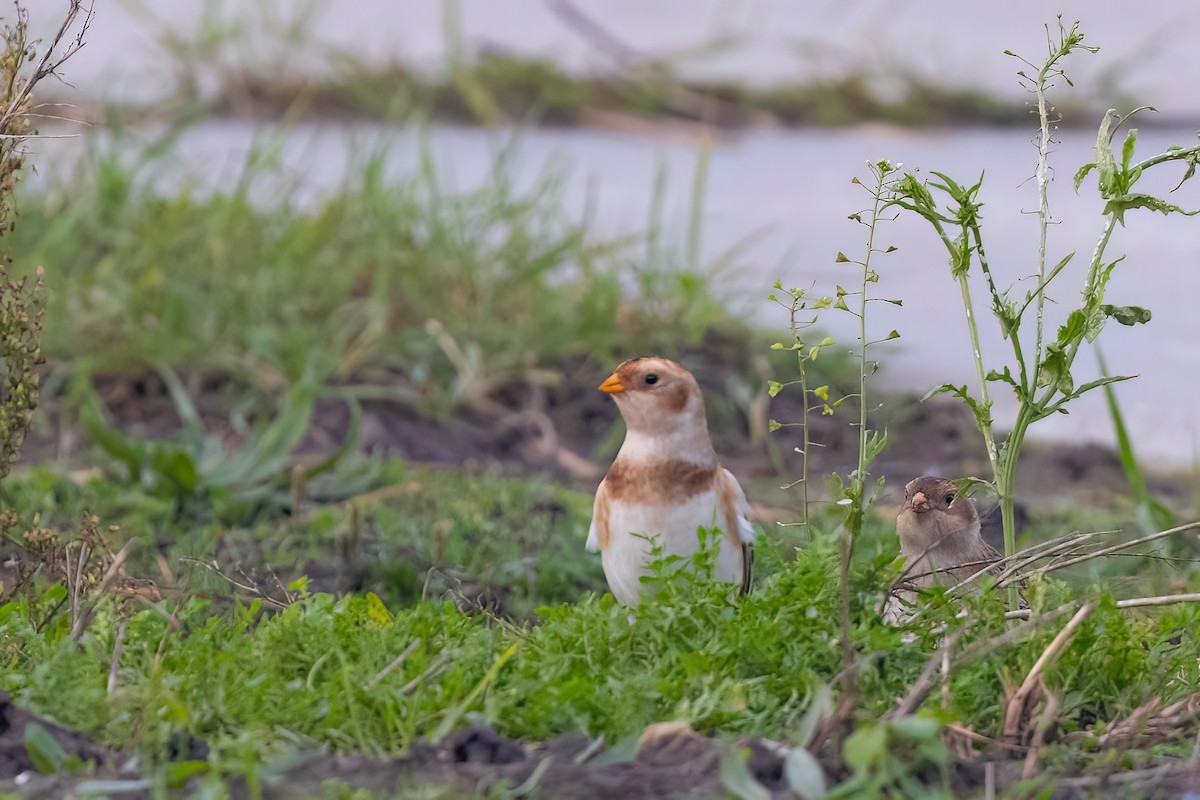 Snow Bunting - ML645661930