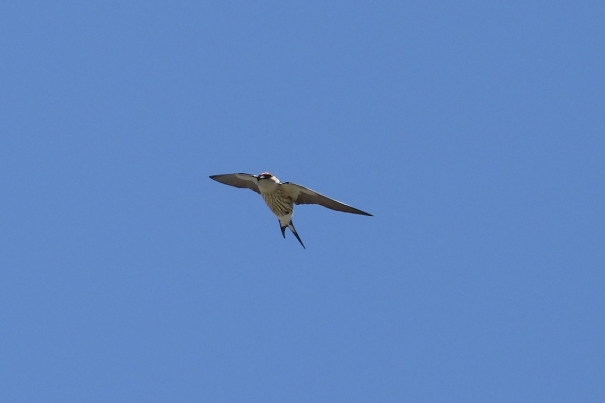 Greater Striped Swallow - ML645661932