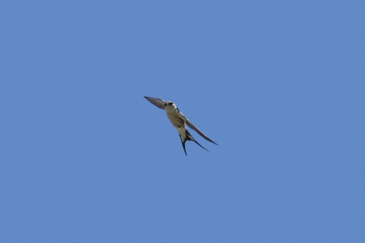 Greater Striped Swallow - ML645661934