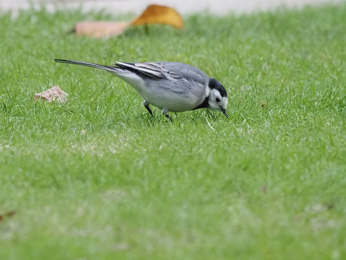 White Wagtail (White-faced) - ML645661936