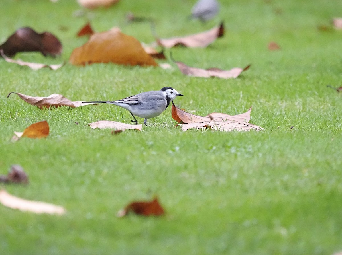 White Wagtail (White-faced) - ML645661941