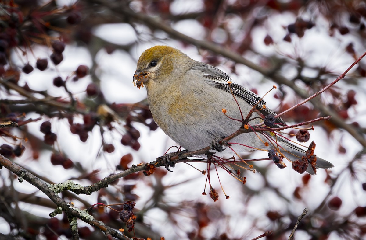 Pine Grosbeak - ML645661942