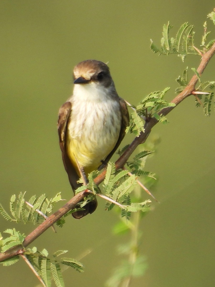 Vermilion Flycatcher - ML645661948
