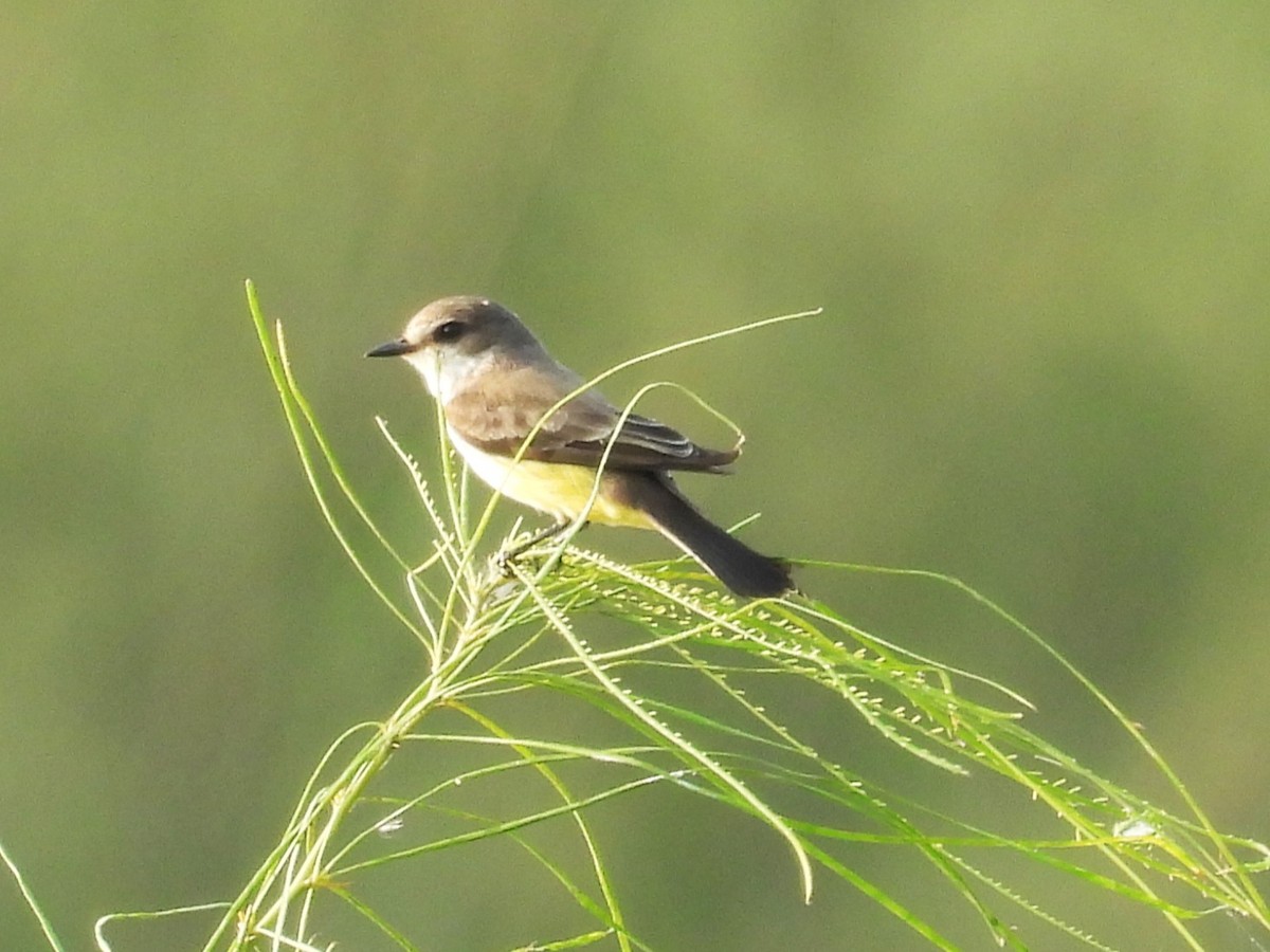 Vermilion Flycatcher - ML645661949