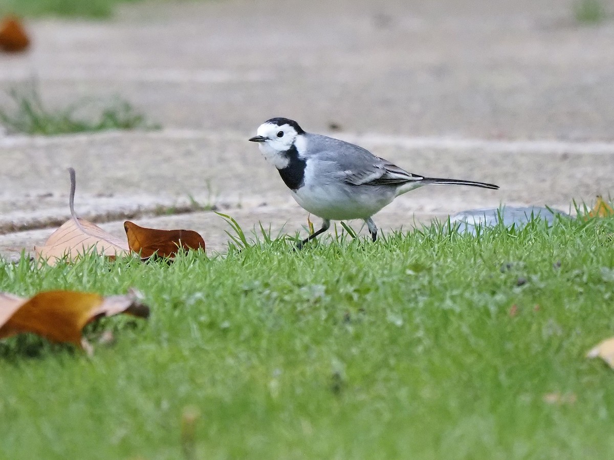 White Wagtail (White-faced) - ML645661950