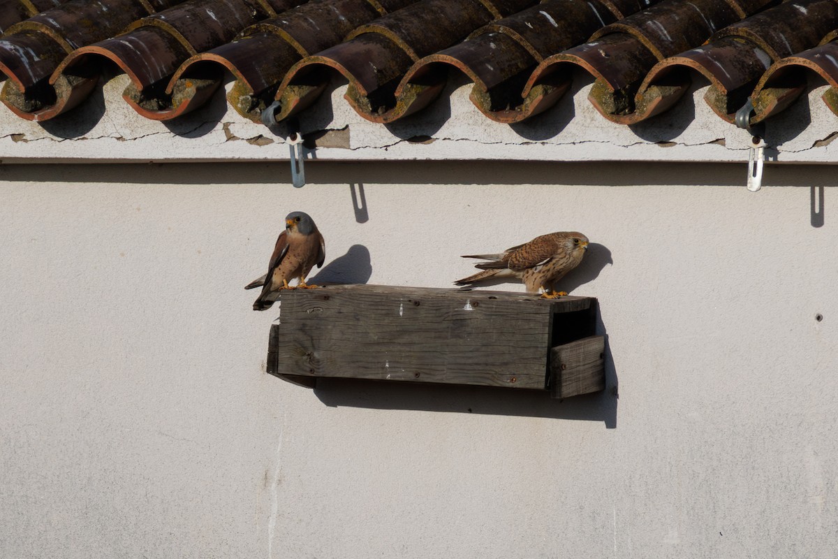 poštolka jižní - ML645661955