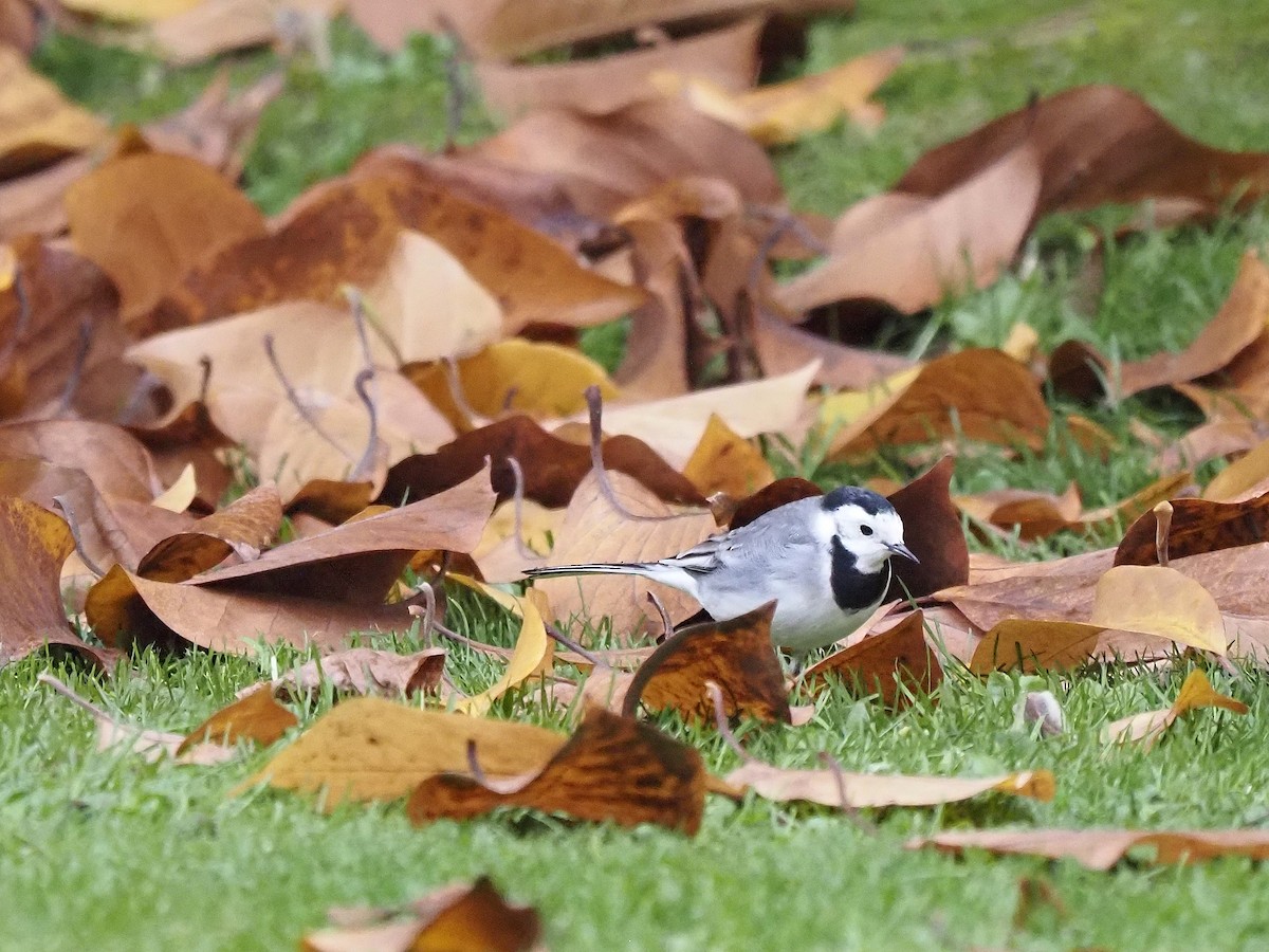 White Wagtail (White-faced) - ML645661958
