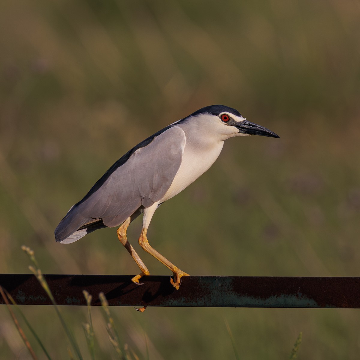 kvakoš noční - ML645661963