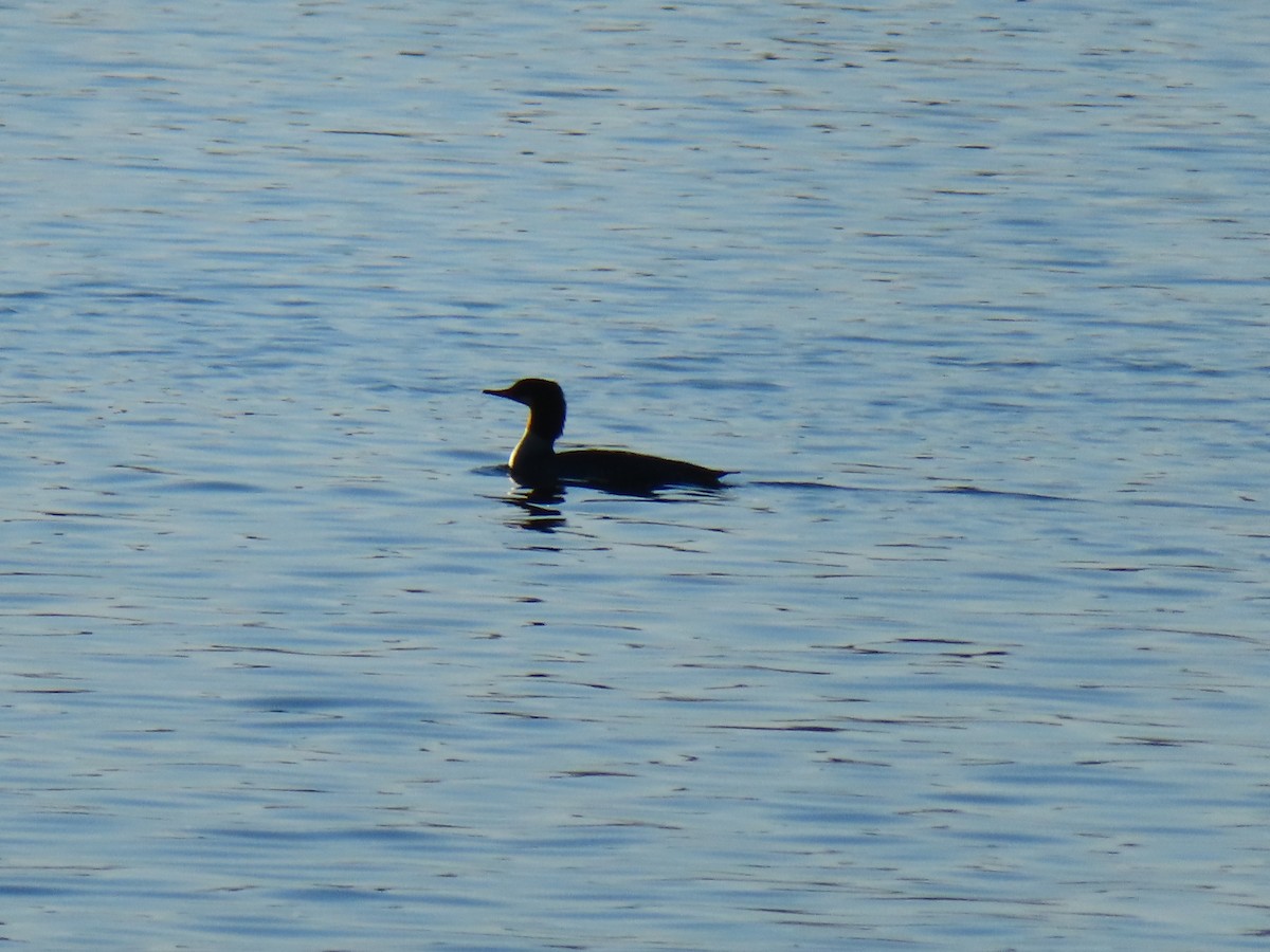 Common Merganser - ML645661964