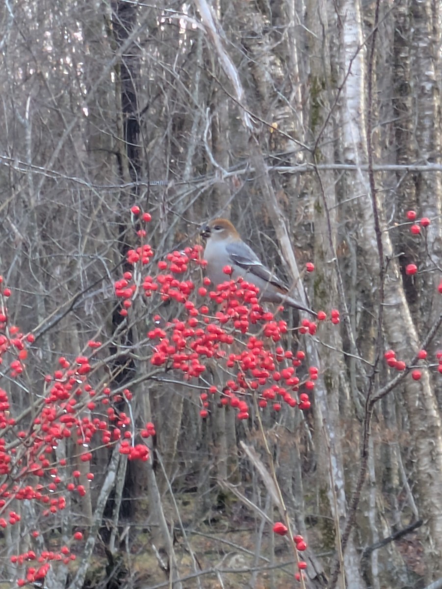 Pine Grosbeak - ML645661965