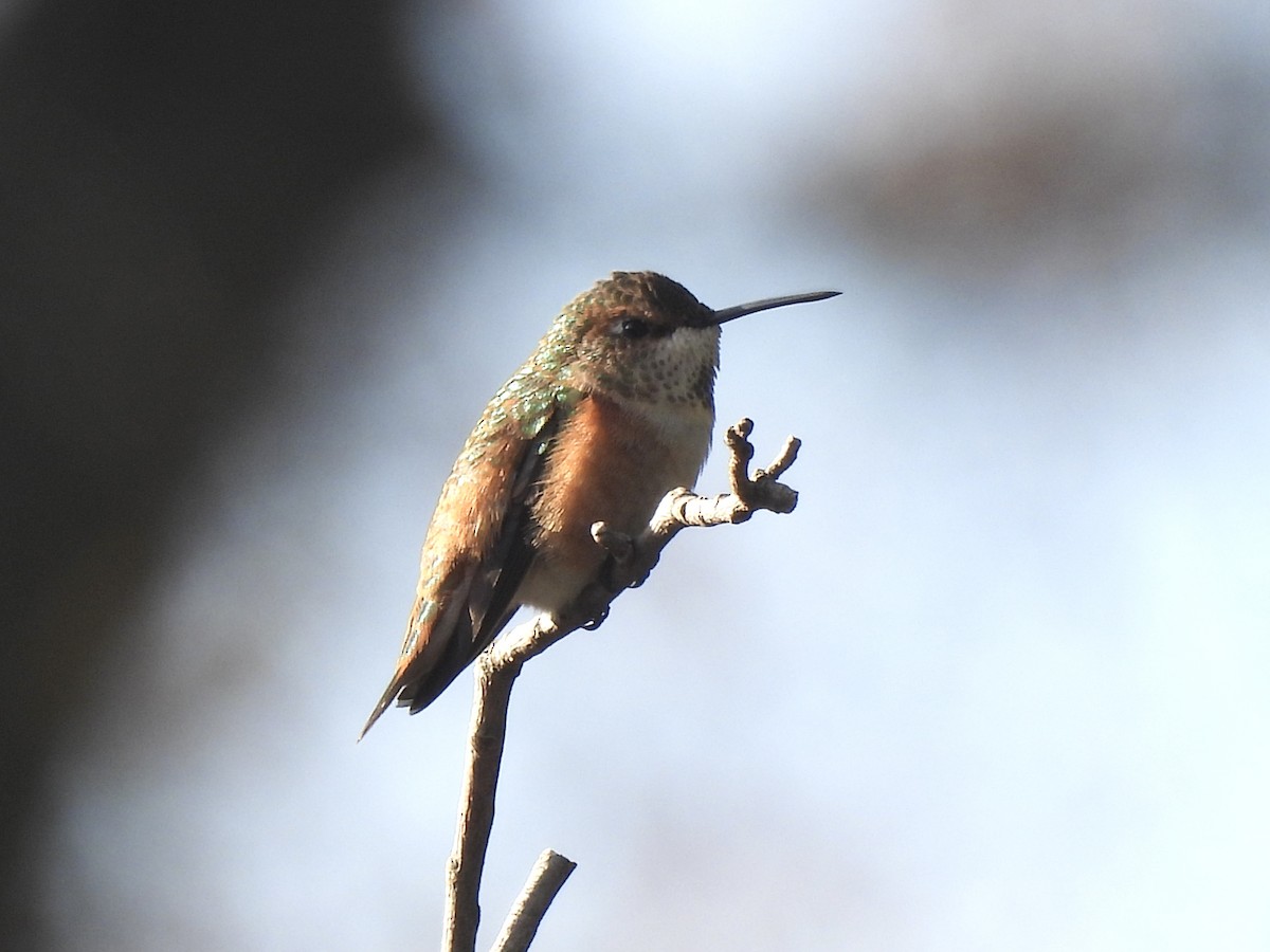 Rufous Hummingbird - ML645661971