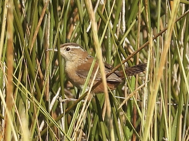Marsh Wren - ML645661972