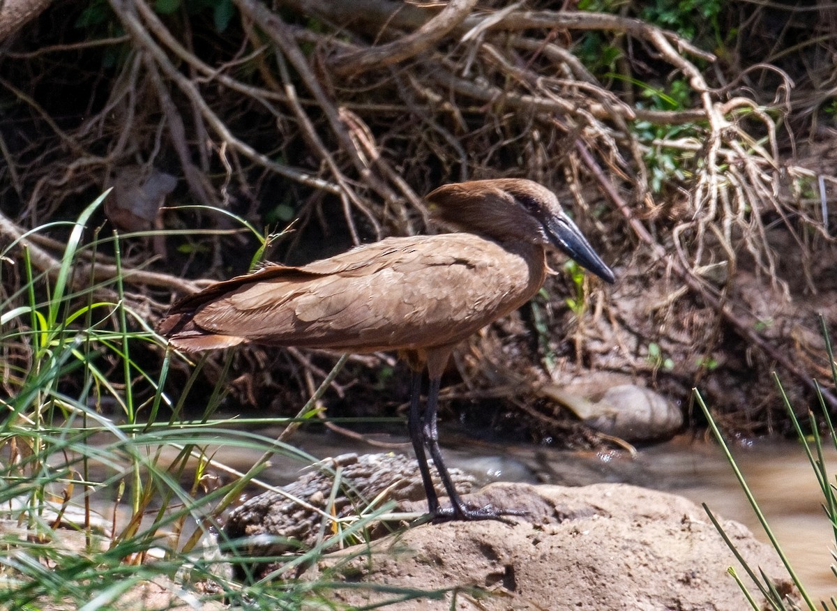 Hamerkop - ML645661975