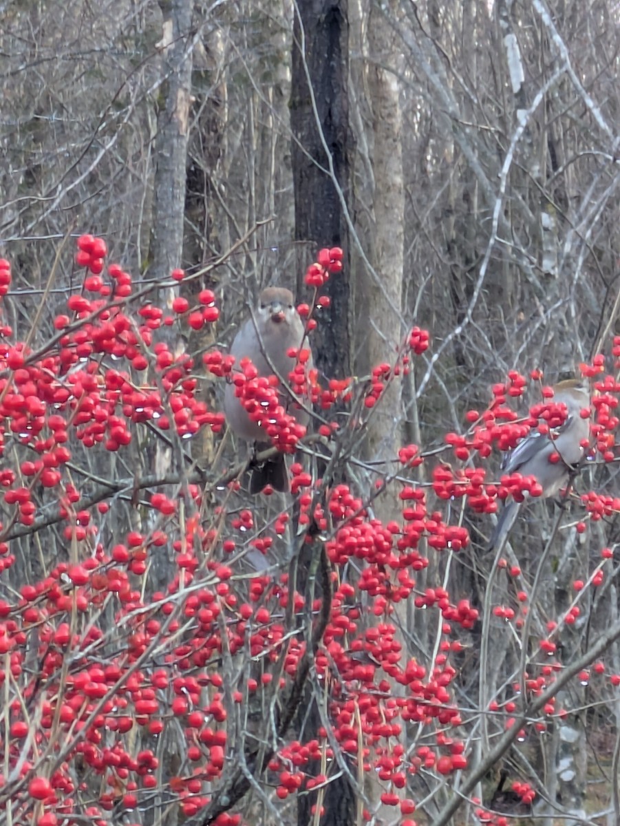 Pine Grosbeak - ML645661986