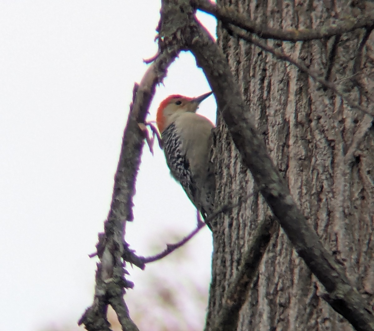Red-bellied Woodpecker - ML645661989