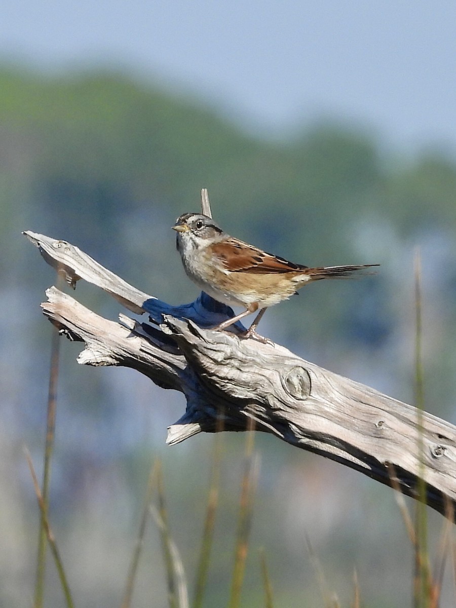 Swamp Sparrow - ML645661997
