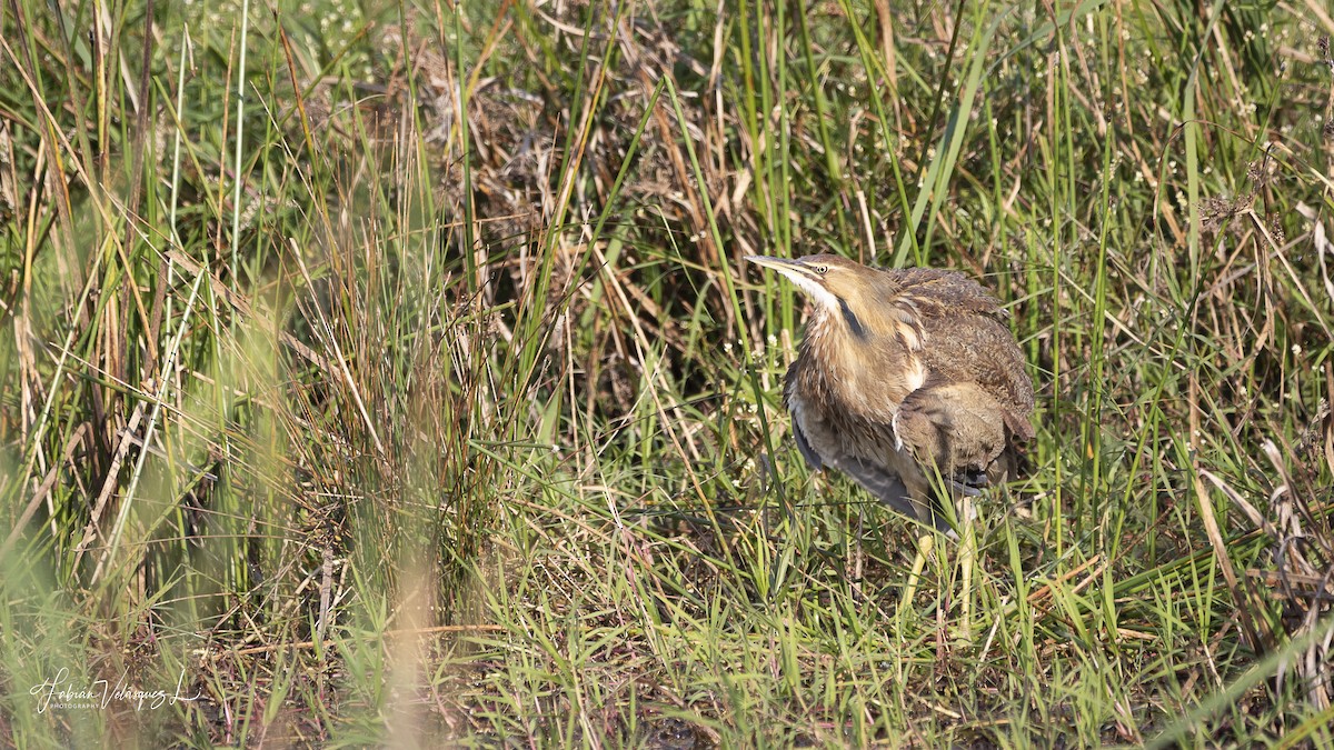 amerikarørdrum - ML645661999