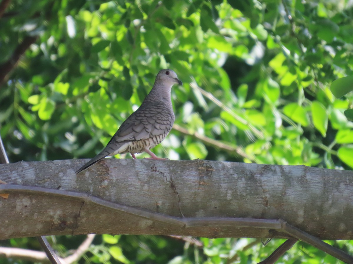 Colombe inca - ML645662006