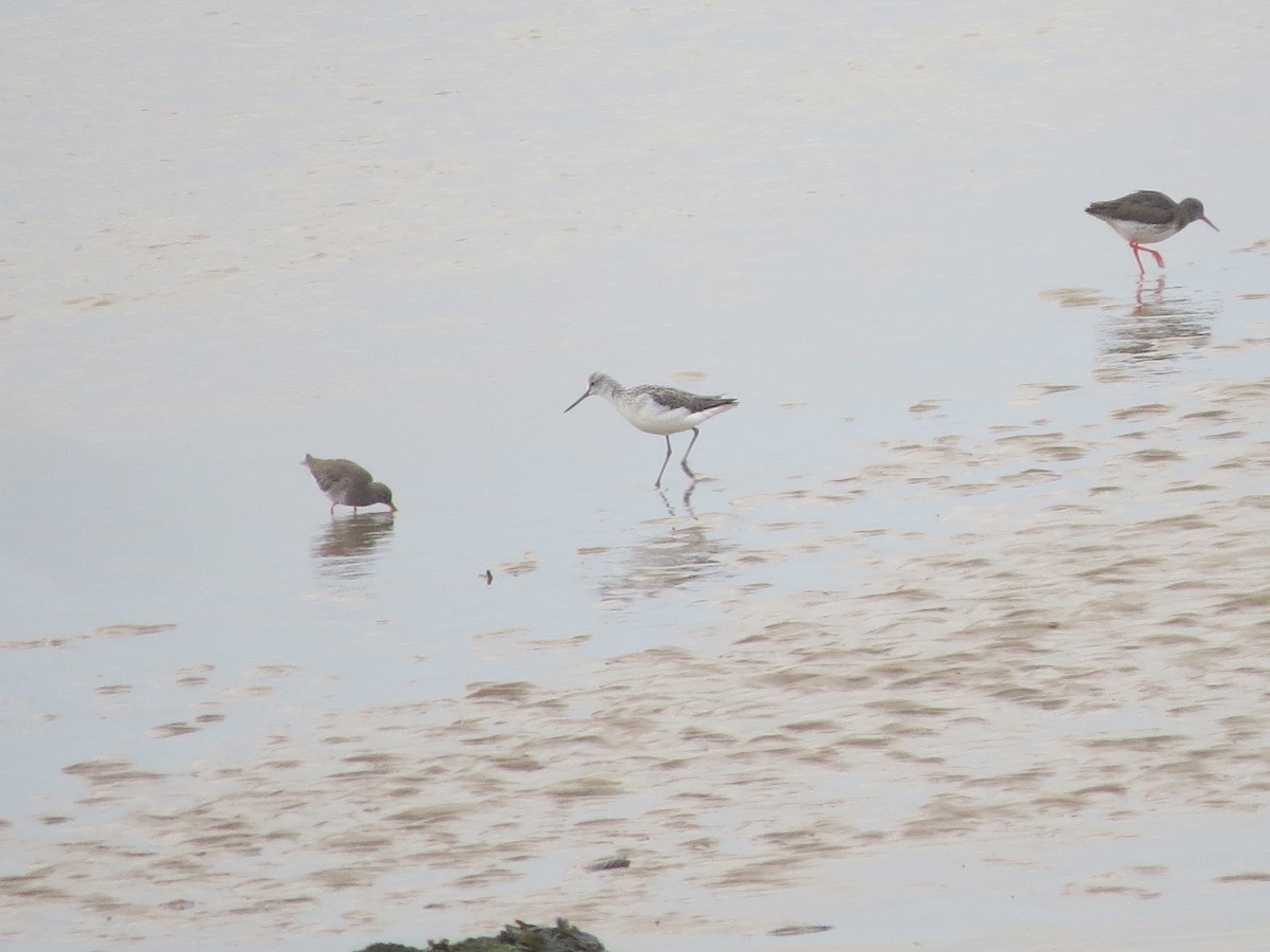 アオアシシギ - ML645662012