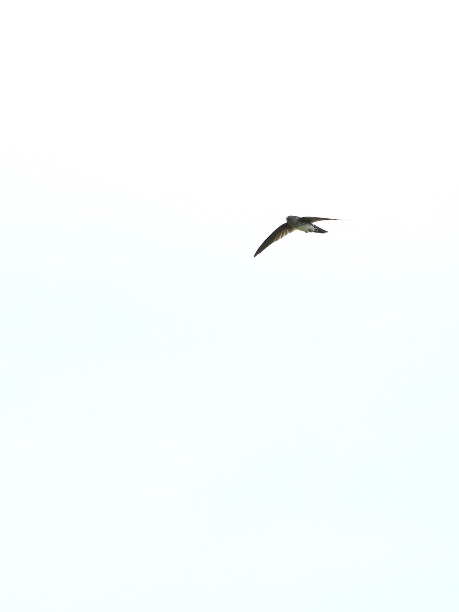 Glossy Swiftlet - ML645662013