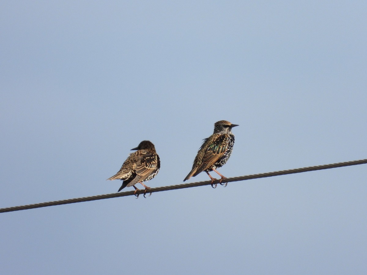 špaček obecný - ML645662018