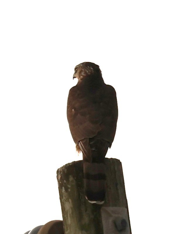 Cooper's Hawk - ML645662023