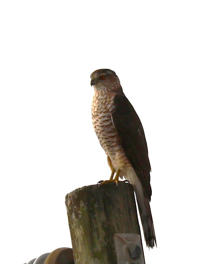 Cooper's Hawk - ML645662024