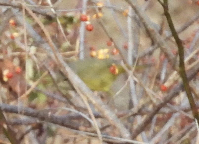 MacGillivray's Warbler - ML645662028