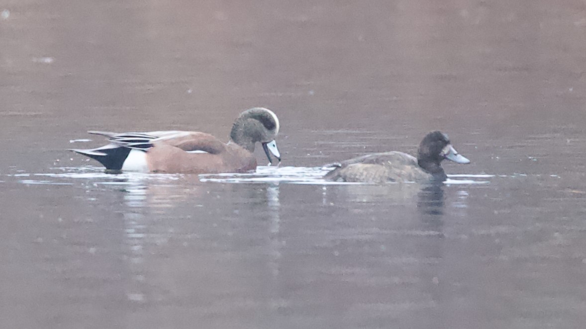 Greater Scaup - ML645662029