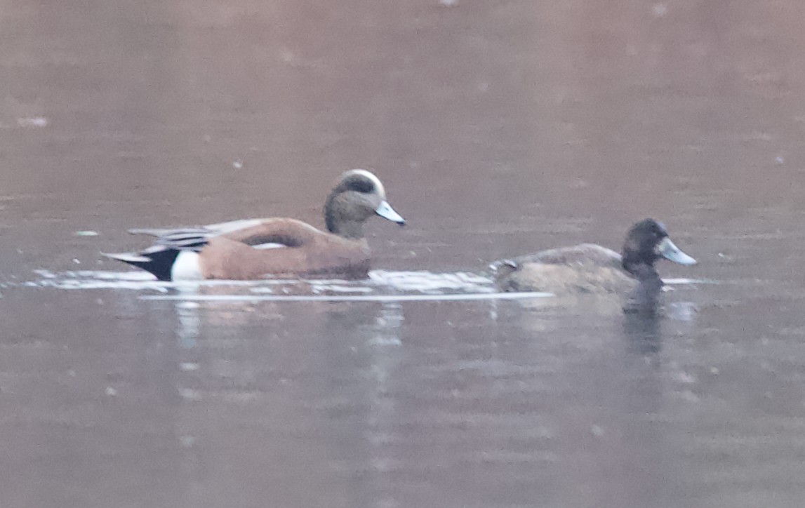 Greater Scaup - ML645662030