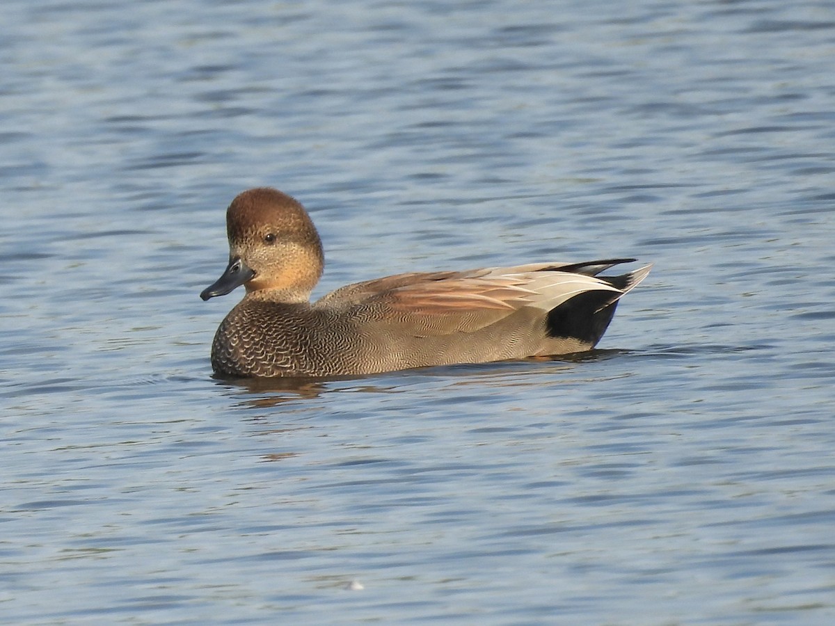 Gadwall - ML645662033