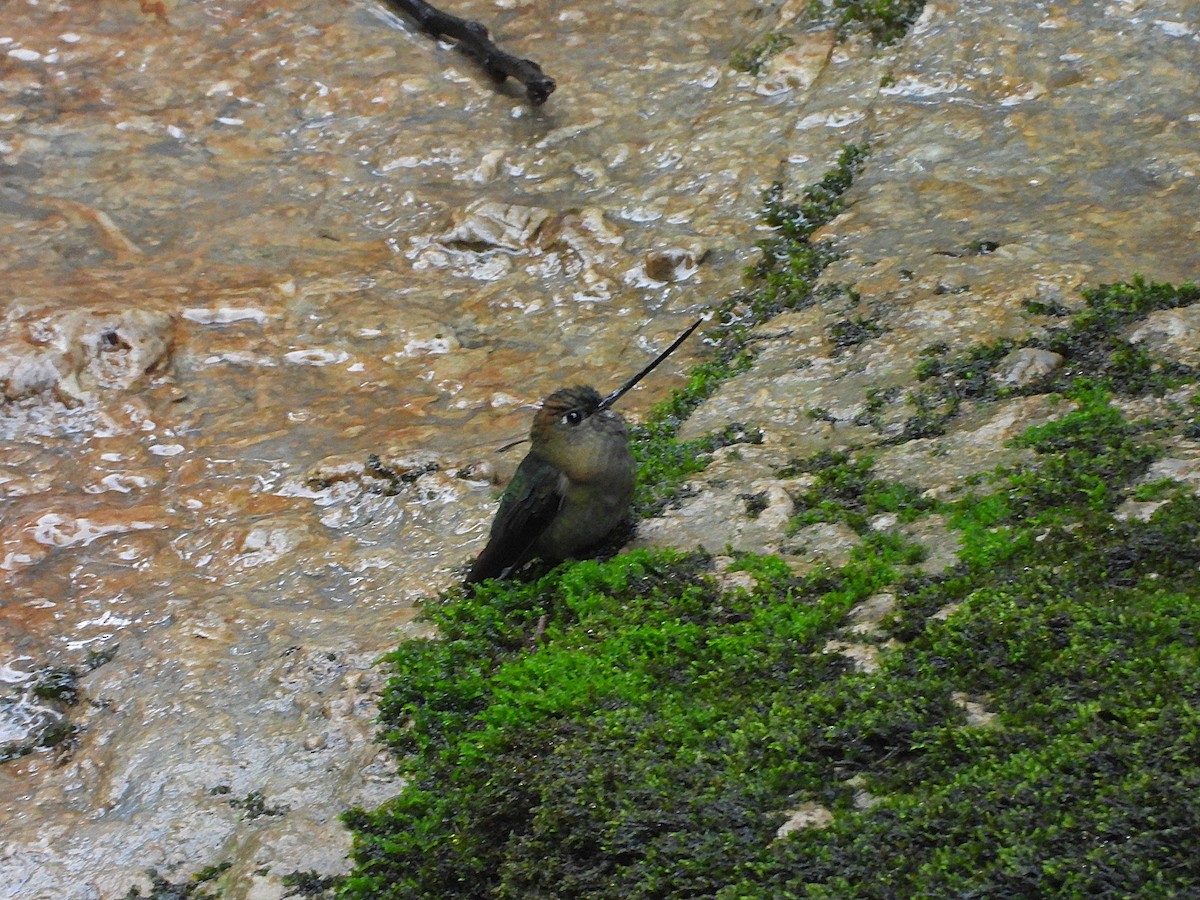 Green-fronted Lancebill - ML645662039