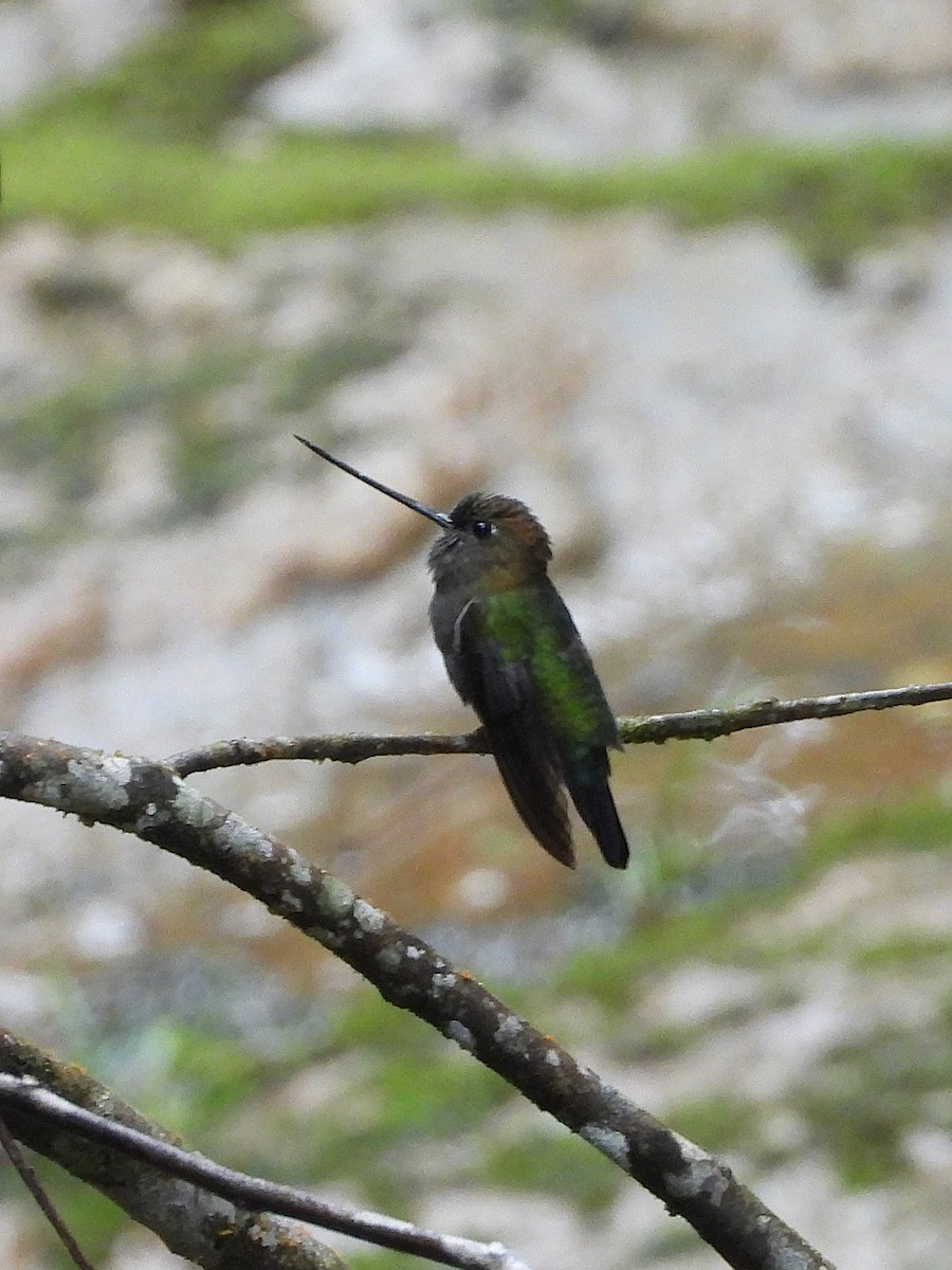 Green-fronted Lancebill - ML645662042