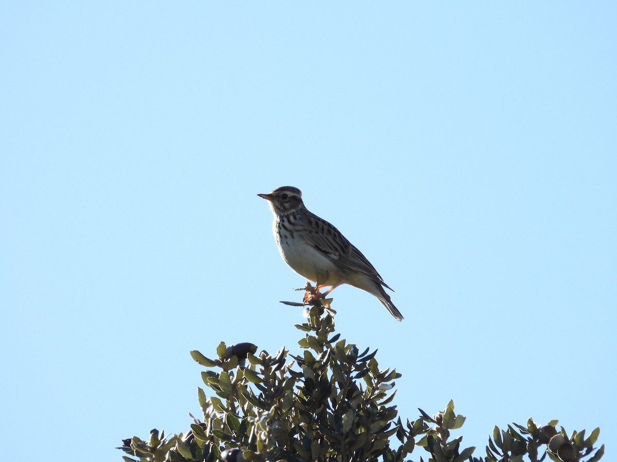 Wood Lark - ML645662043