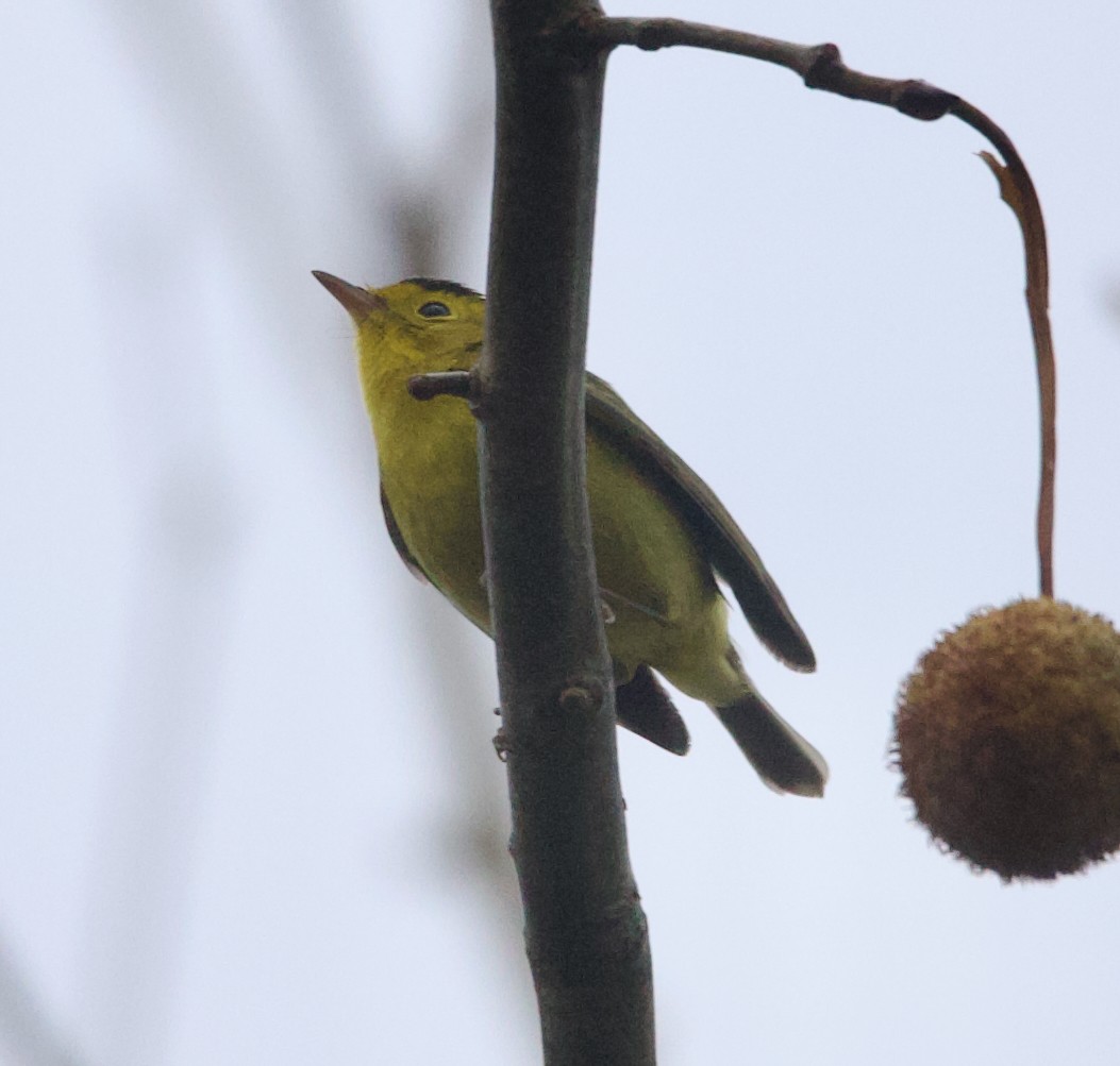 Wilson's Warbler - ML645662044