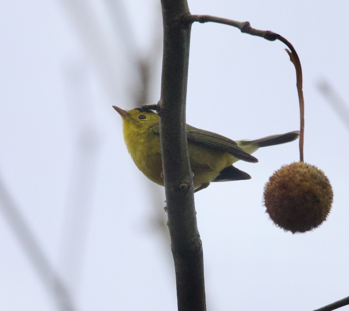 Wilson's Warbler - ML645662045