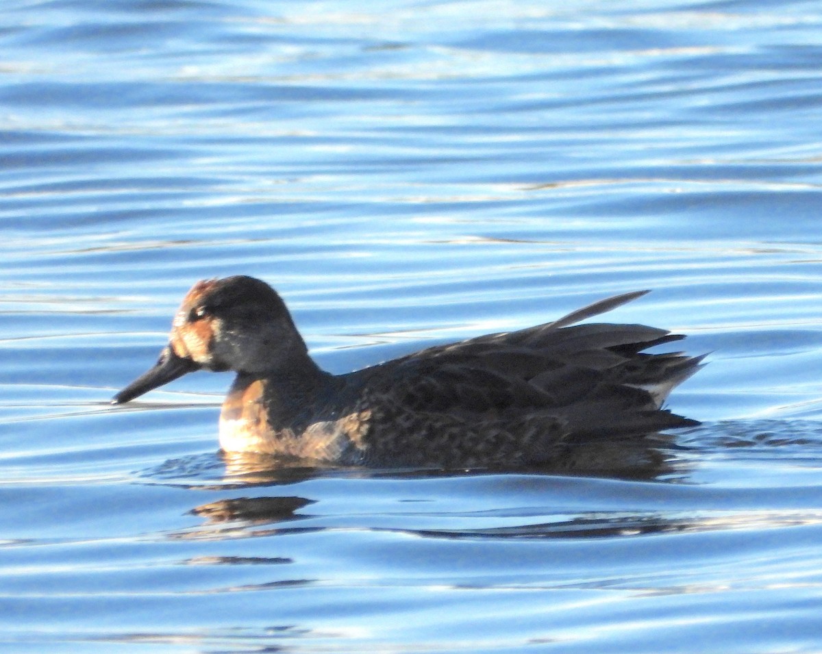 čírka obecná - ML645662046