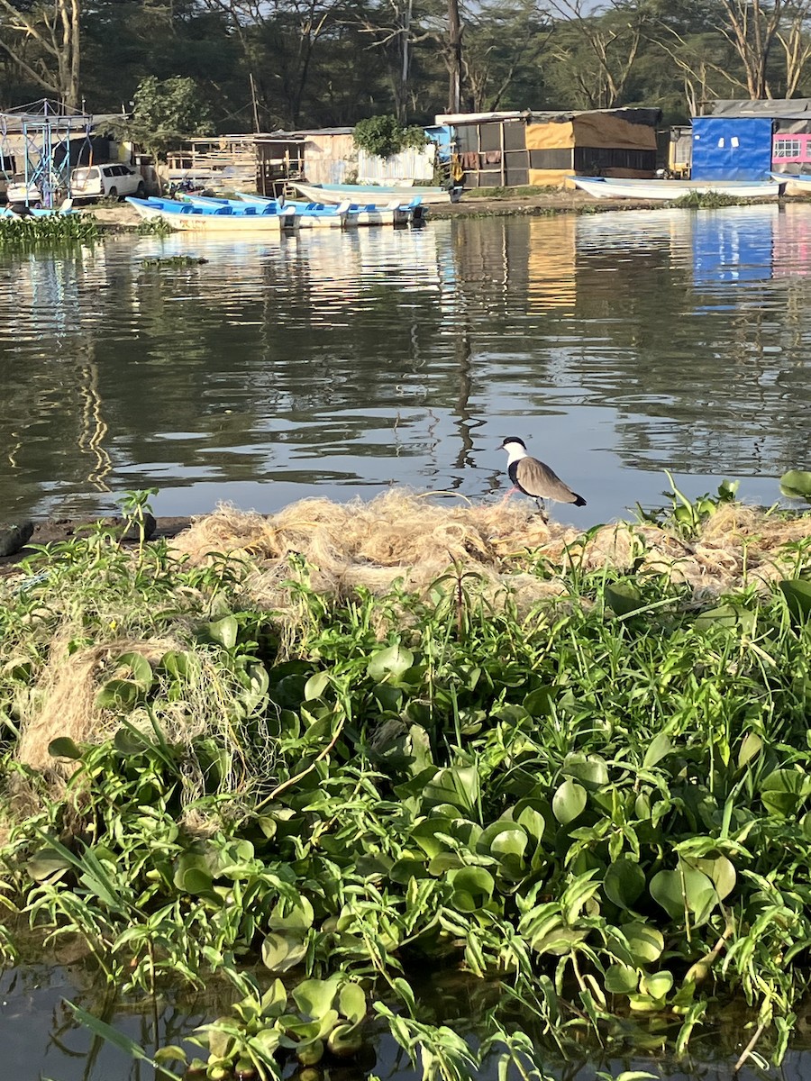 Vanneau à éperons - ML645662047