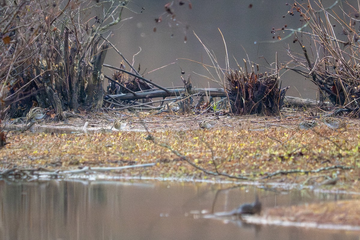 Wilson's Snipe - ML645662051