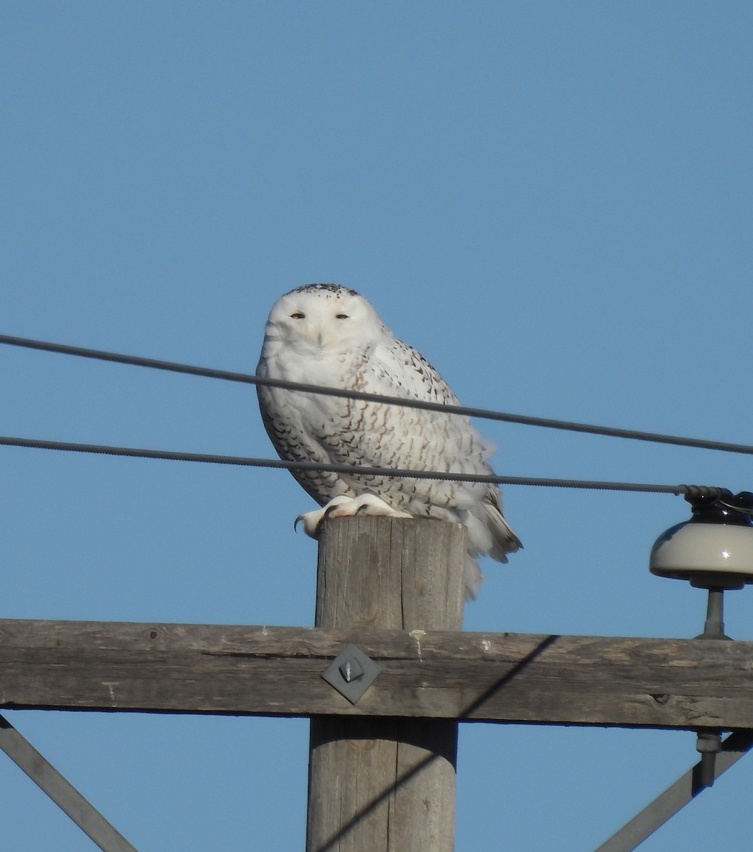 Harfang des neiges - ML645662052