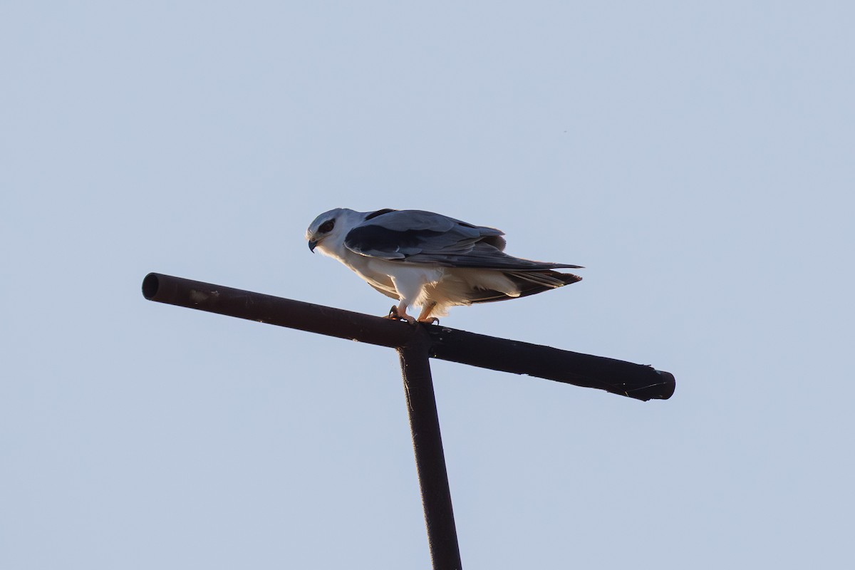 luněc šedý - ML645662053