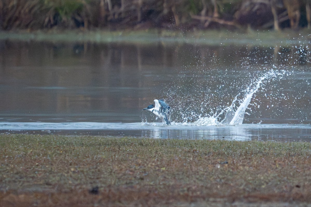 Belted Kingfisher - ML645662055