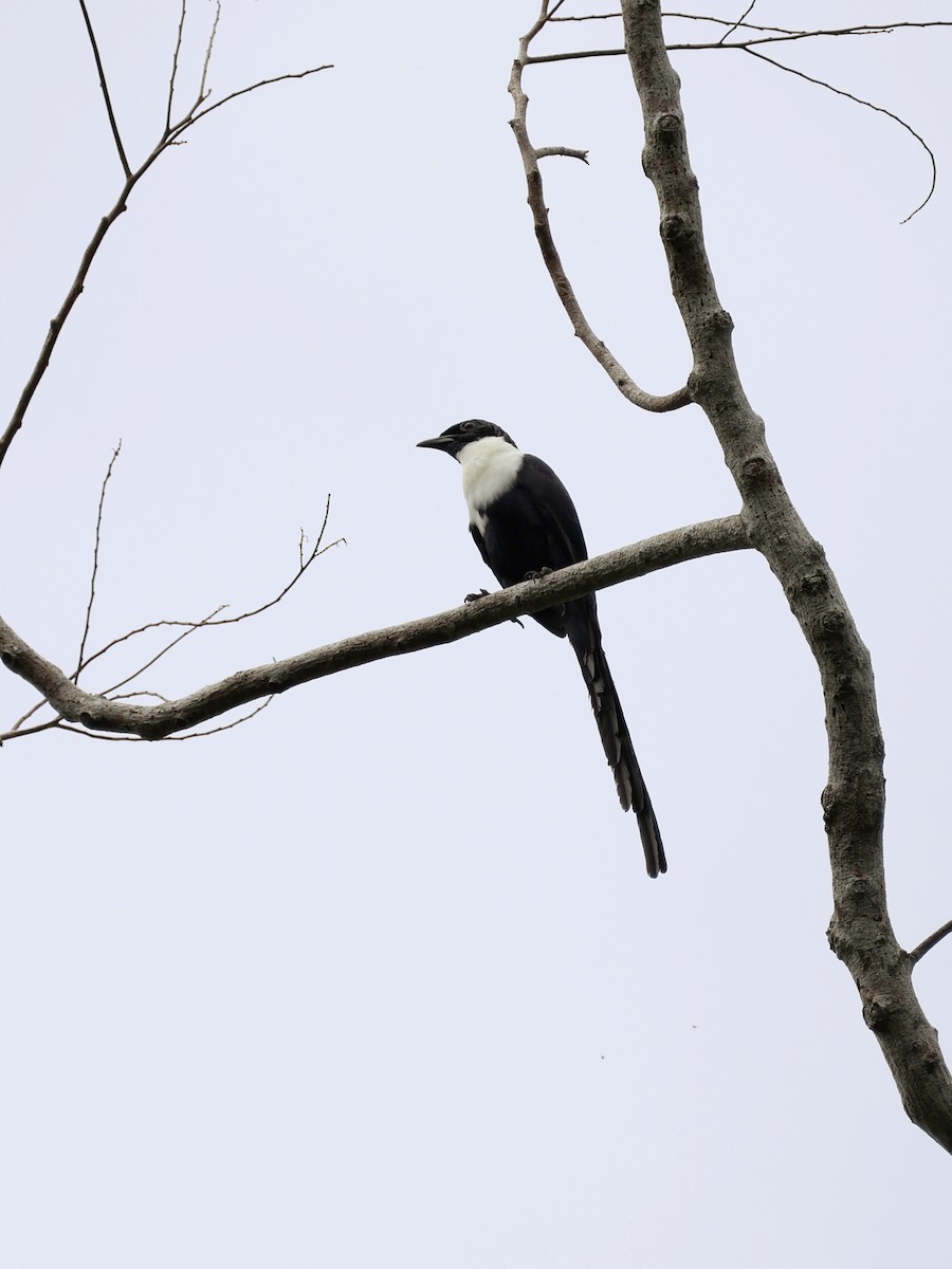 špaček bělokrký - ML645662056