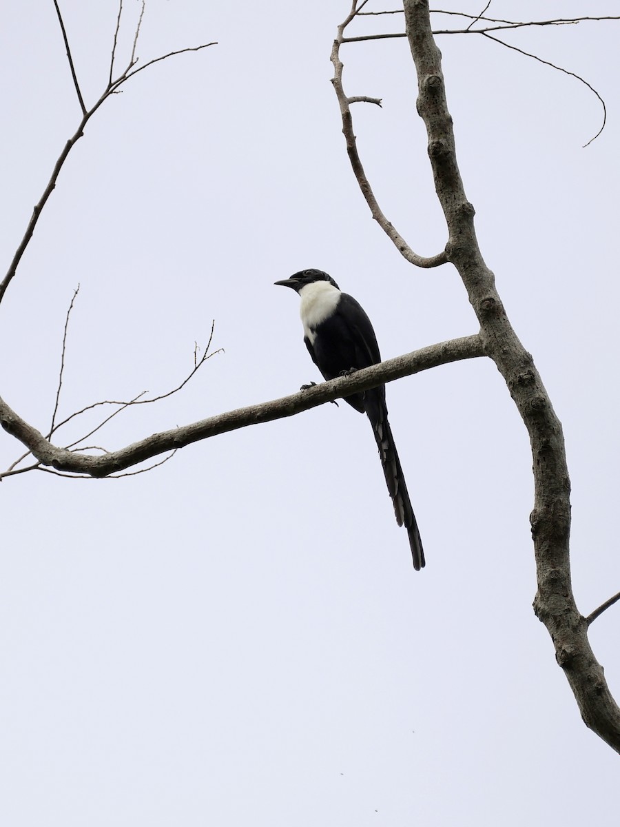 špaček bělokrký - ML645662057