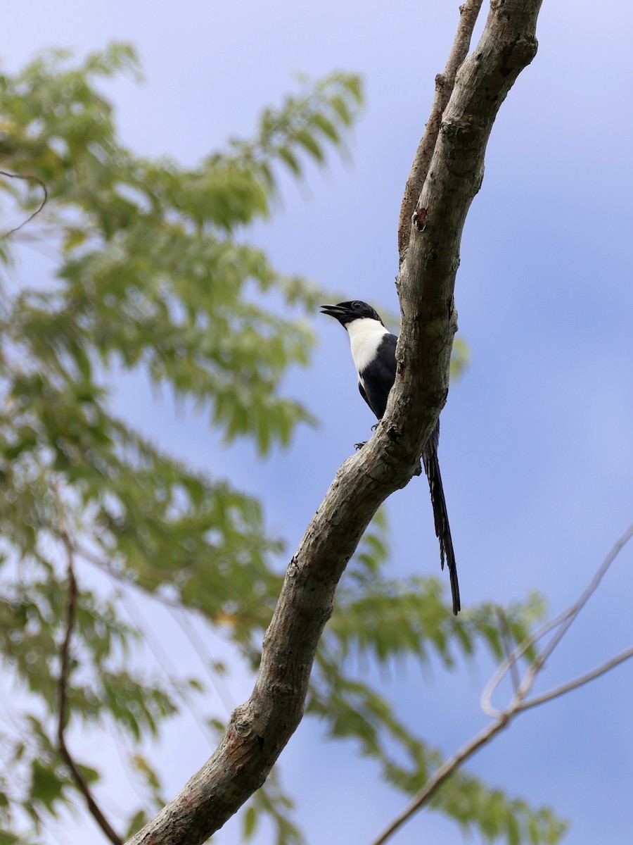 špaček bělokrký - ML645662058