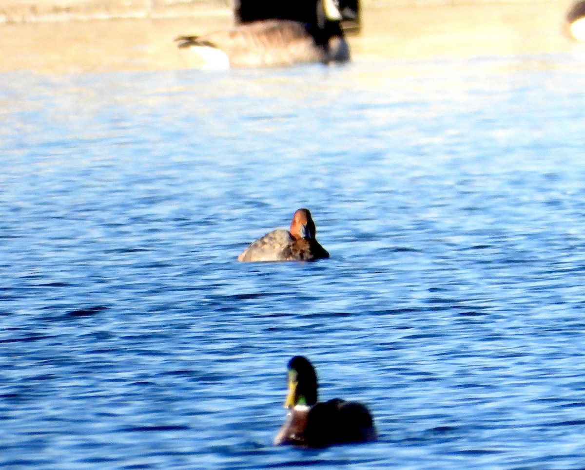 Redhead - ML645662059