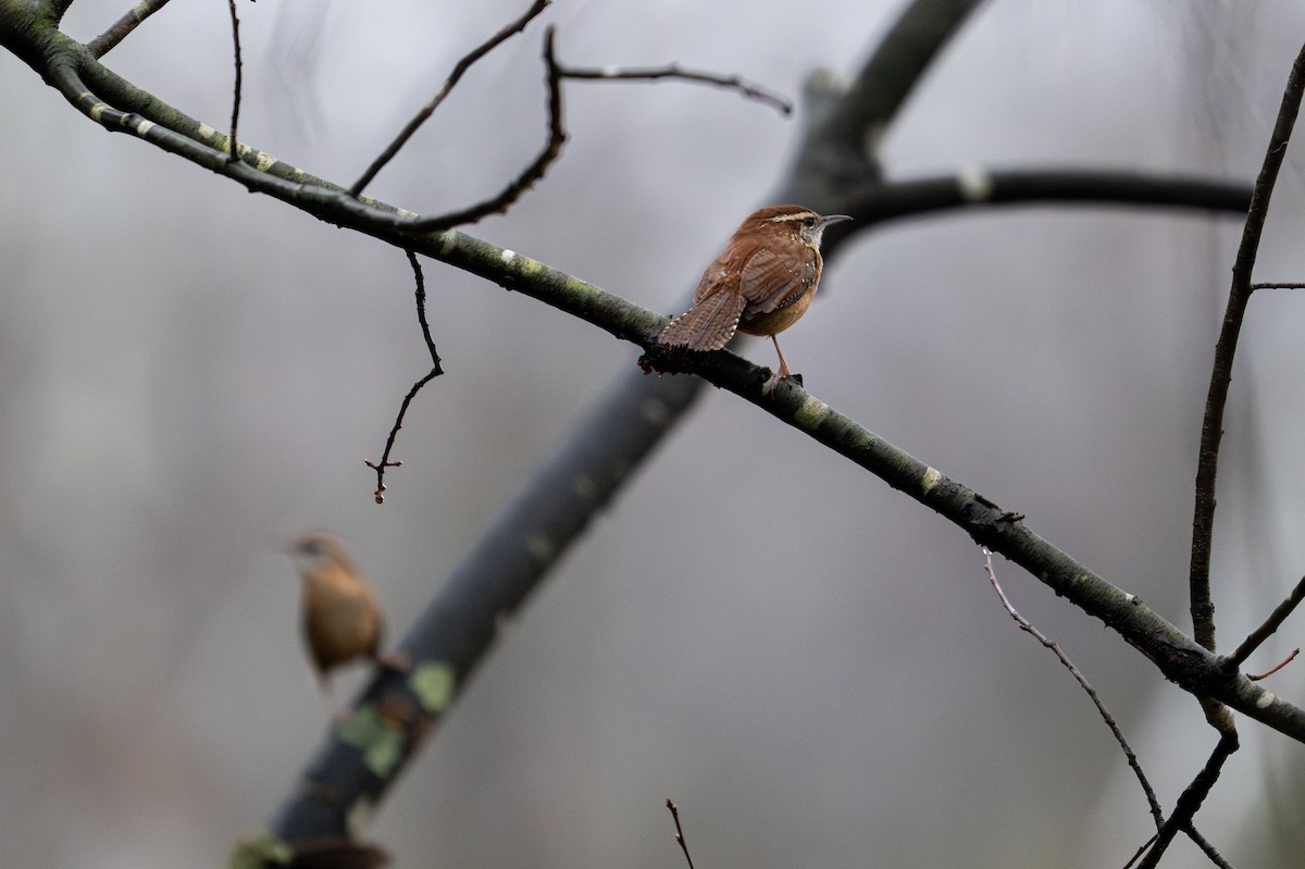 Carolina Wren - ML645662060
